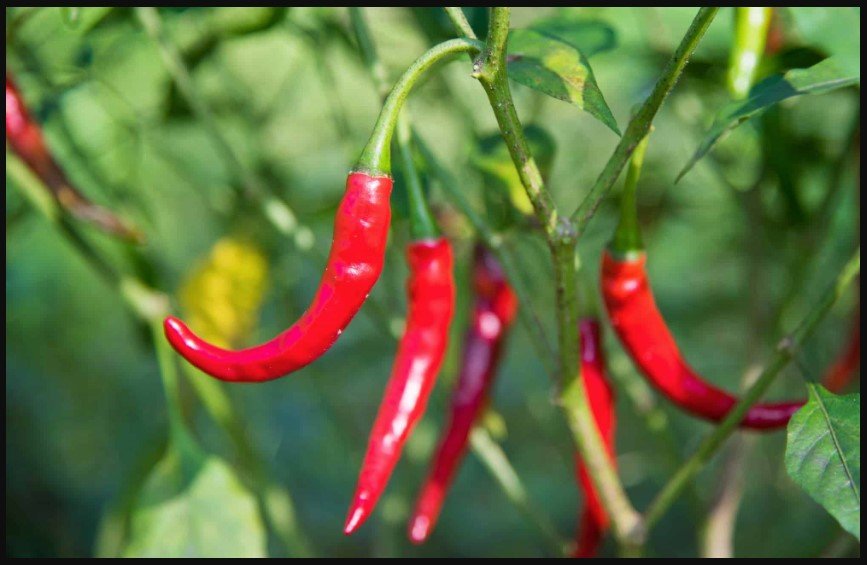 chile de arbol