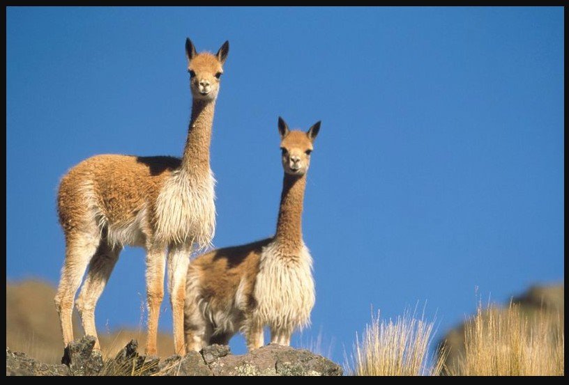 vicuna