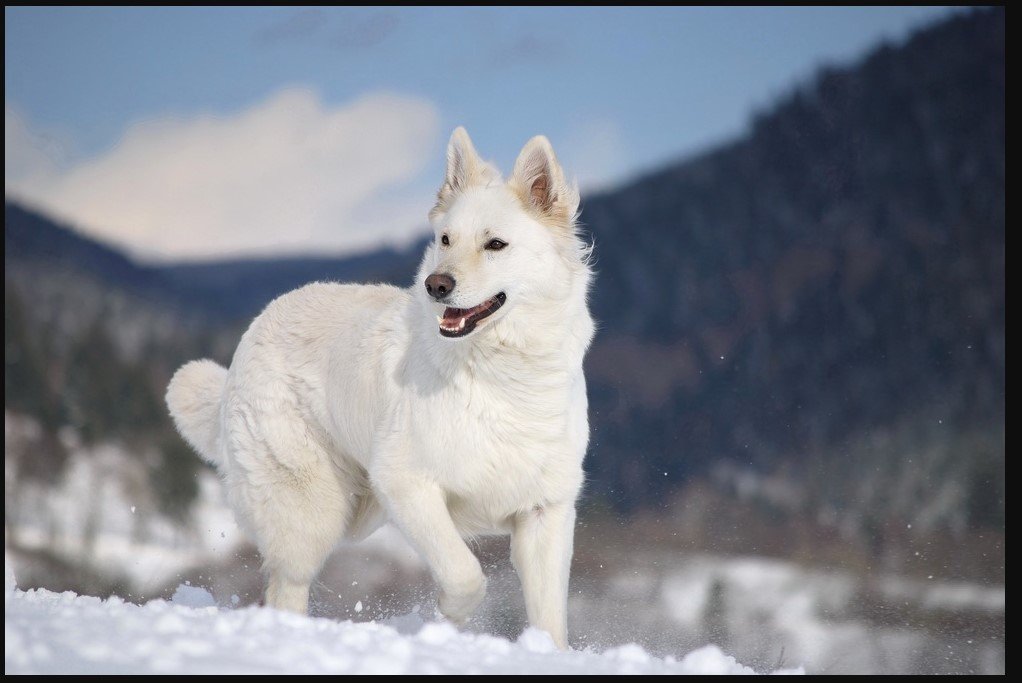 white german shepherd