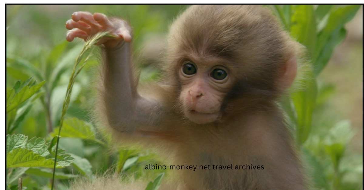 albino-monkey.net travel archives